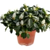 Azalea 12 cm