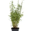Bambus 'Rufa/Simba' 23 cm