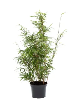 Bambus 'Rufa/Simba' 23 cm