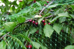 Fuglenett 2 x 5 meter - Garden®