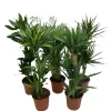 Grønne planter miks Ø24 x 110–130 cm