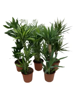 Grønne planter miks Ø24 x 110–130 cm