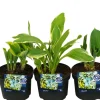 Hosta mix 13 cm potte