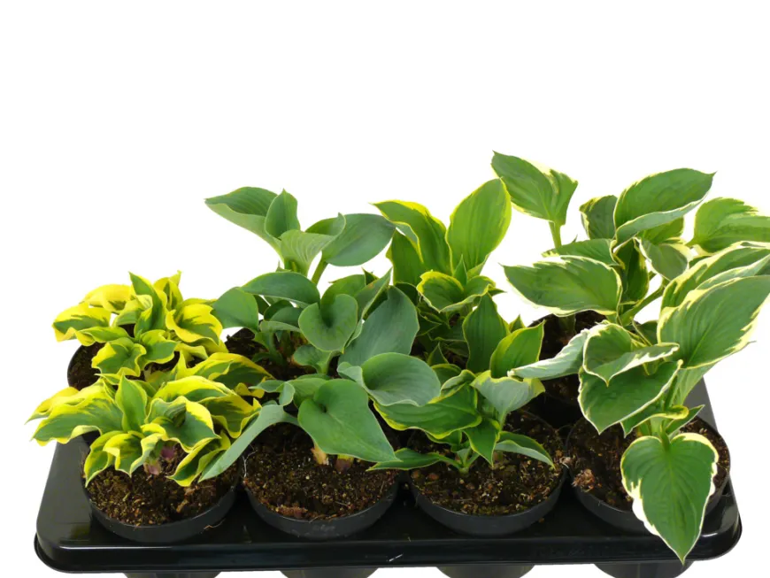 Hosta mix 13 cm potte