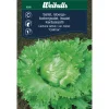 Isbergsalat 'Calmar'