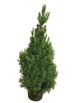 Kjeglegran - 70-75 cm