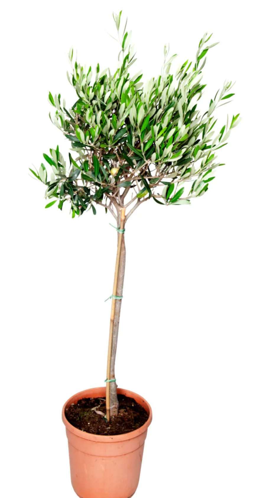 Oliventre oppstammet H80-100 cm 20 cm potte