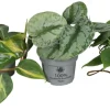 Philodendron Scandens mix i 10,5 cm potte