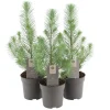 Pinje Silver Crest i 10,5 cm potte