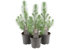 Pinje Silver Crest i 10,5 cm potte