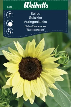 Solsikke 'Buttercream'